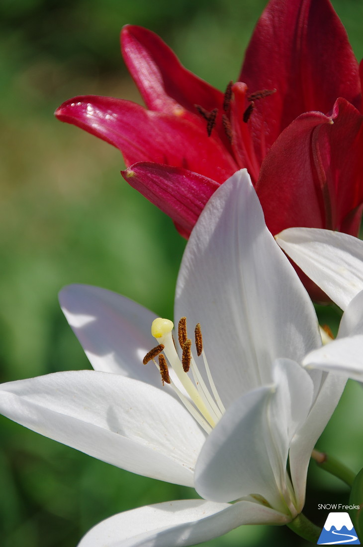 北海道最大級、213万輪のゆりの花！『オーンズ春香山ゆり園』